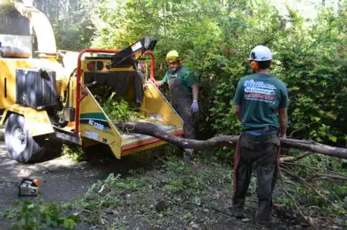 tree services East Lake-Orient Park